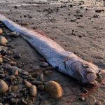 A long, silver-colored oarfish with a red dorsal fin, floating in deep ocean waters.