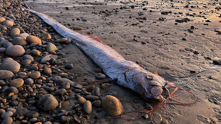 A long, silver-colored oarfish with a red dorsal fin, floating in deep ocean waters.